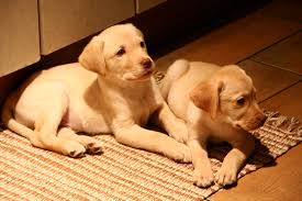Best Dog Food for Labrador Puppies
