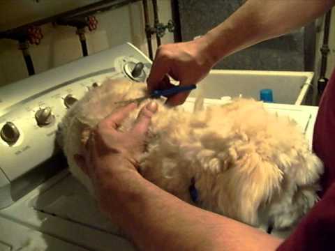 Haircut technique for dog