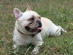 How Much Do French Bulldogs Cost