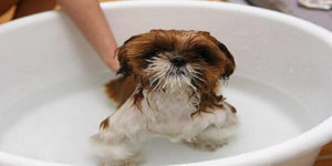Regular Bath your dog