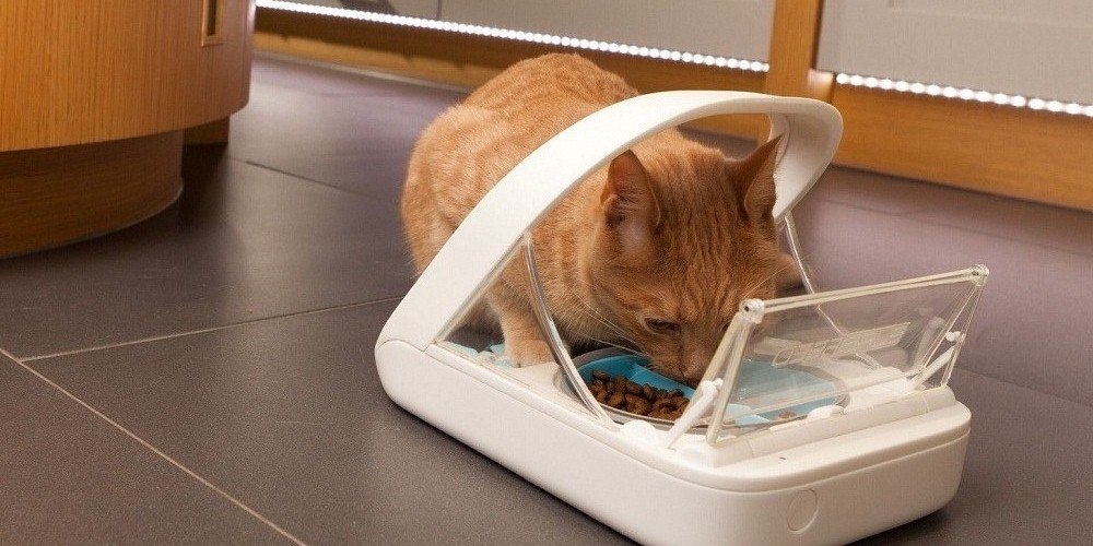 timed auto cat feeder