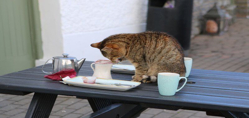 how to feed cat wet food while away