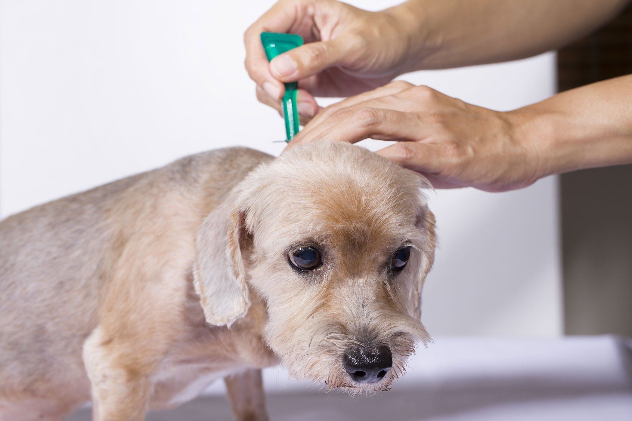 symptoms of fleas on your dog