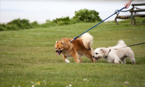 Finding a Reliable Dog Walker