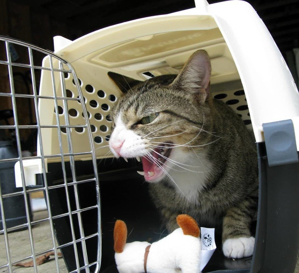 How to Get an Aggressive Cat into A Carrier