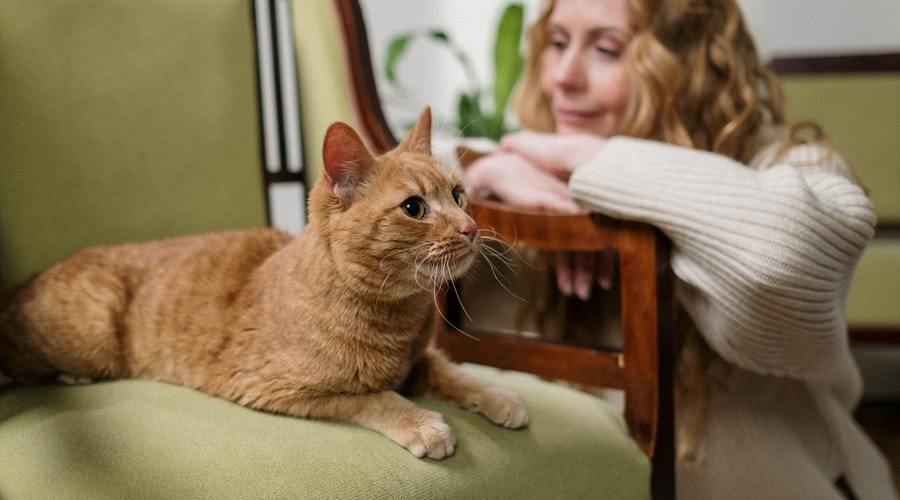 Cat Meowing At Night After Move How To Stop It