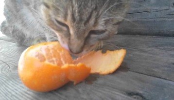 Can Cats Eat Mandarin Oranges?