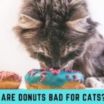 Are Donuts Bad For Cats