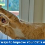 6 Simple Ways to Improve Your Cat's Well-being