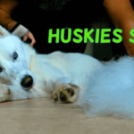 do huskies shed