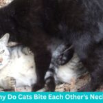 Why Do Cats Bite Each Other's Necks