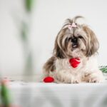 Copy of Embrace Elegance with a Shih Tzu Puppy : Your New Best Friend Awaits