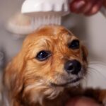 Grooming Tips Every Long-Haired Dog Breed Owner Should Be Following