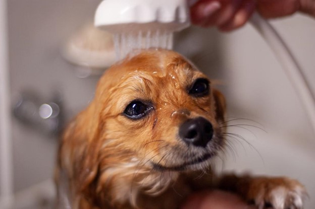 Grooming Tips Every Long-Haired Dog Breed Owner Should Be Following