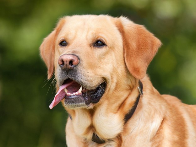 The Surprising Truth About the Labrador Retriever — Learn More About This Popular Dog