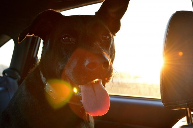 Traveling with Your Dog: Does and Don’ts for a Great Ride