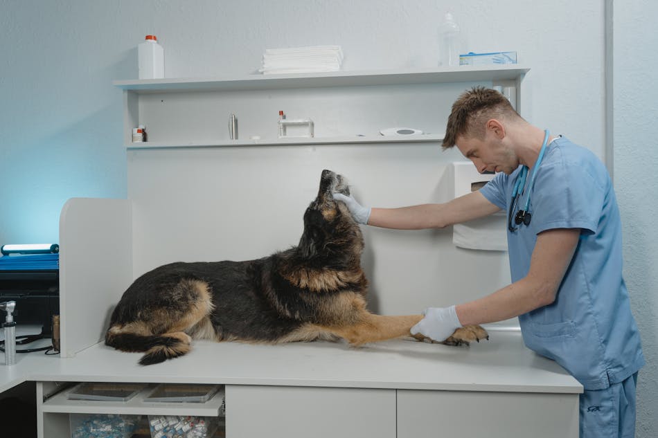 5 Warning Signs Your Dog Needs to See the Vet